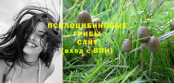 стаф Каменногорск