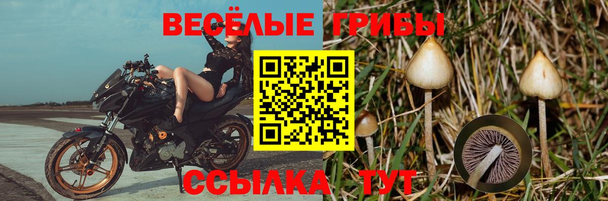 Псилоцибиновые грибы мицелий  Вход с VPN  где можно купить наркотик  Петрозаводск 